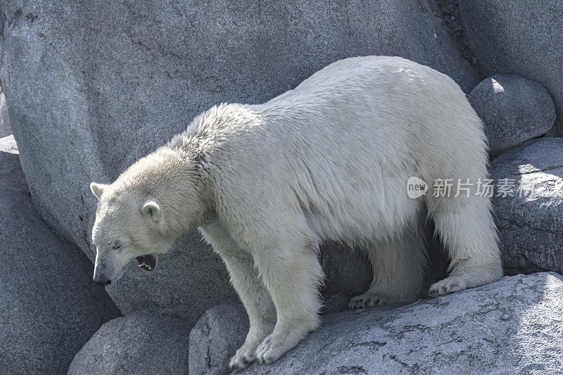 北极熊(Ursus maritimus)站在靠近水边的岩石上